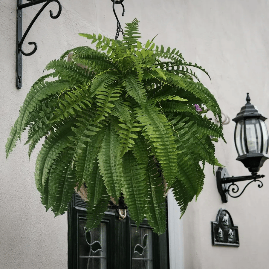 UV Resistant Lifelike Artificial Boston Fern🎁Buy 2 Free Shipping