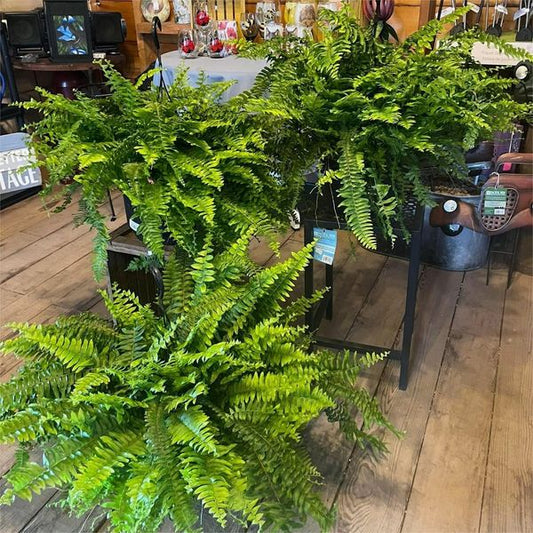 UV Resistant Lifelike Artificial Boston Fern🎁Buy 2 Free Shipping